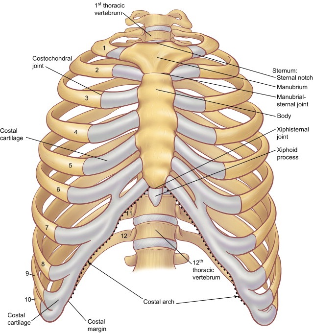 Alfa Img Showing Thoracic Cage Anatomy